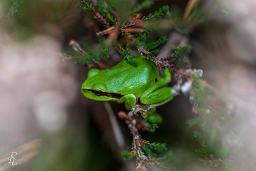 RHO_0055_Amphibien_0475