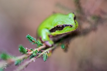 RHO_0056_Amphibien_0498