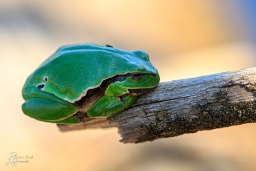 RHO_0057_Amphibien_2644
