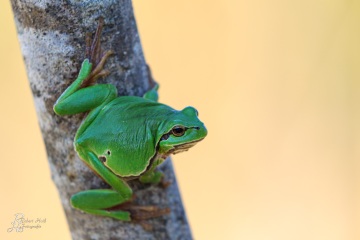 RHO_0058_Amphibien_2662