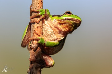 RHO_0059_Amphibien_2680