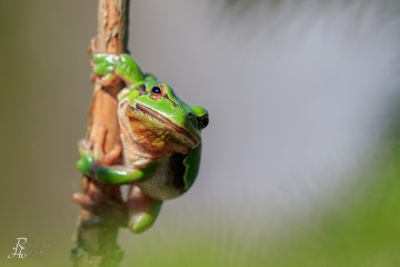 RHO_0060_Amphibien_2695