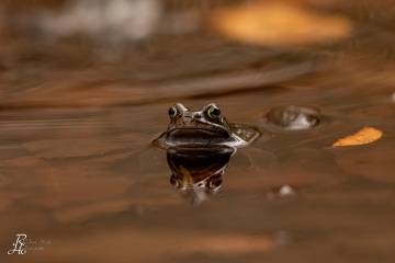 RHO_0061_Amphibien_6385