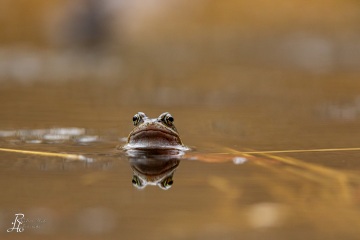 RHO_0062_Amphibien_6429