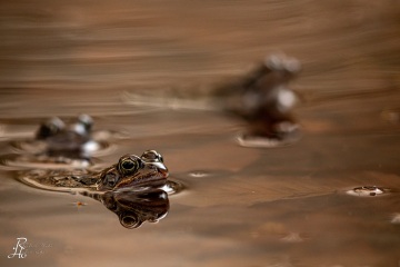 RHO_0063_Amphibien_6571