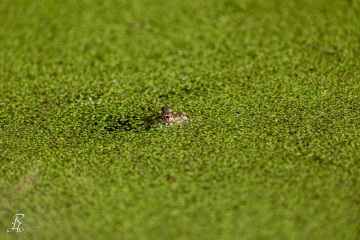 RHO_0064_Amphibien_1736