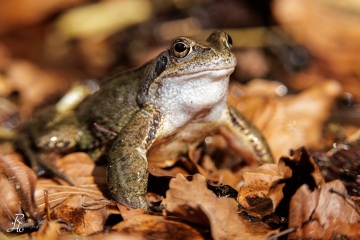 RHO_0065_Amphibien_9692