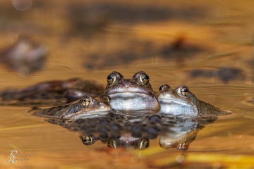 RHO_0066_Amphibien_9883