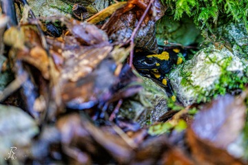 RHO_0067_Amphibien_2954