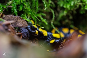RHO_0068_Amphibien_3228