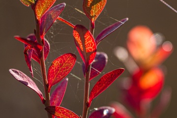1_RHO_0001_Blumen_Graeser_8586