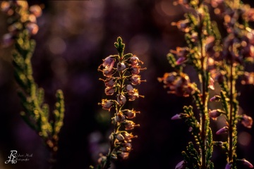 1_RHO_0002_Blumen_Graeser_0008