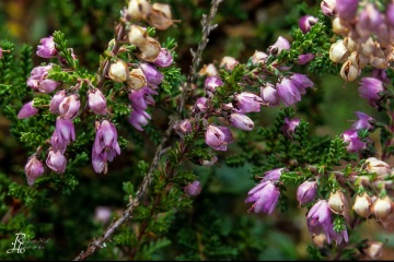 1_RHO_0003_Blumen_Graeser_0012