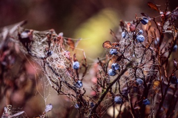 1_RHO_0004_Blumen_Graeser_0016
