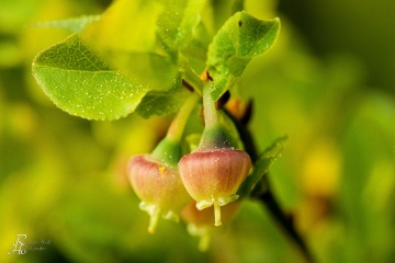 1_RHO_0005_Blumen_Graeser_0028