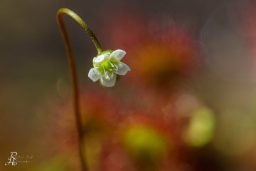 1_RHO_0006_Blumen_Graeser_1503