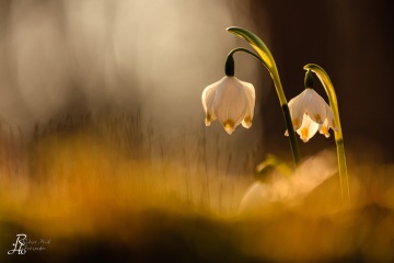 1_RHO_0007_Blumen_Graeser_4626