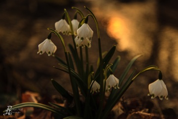 1_RHO_0008_Blumen_Graeser_4762