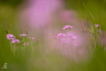 1_RHO_0009_Blumen_Graeser_7861