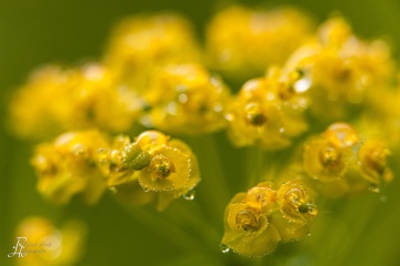 1_RHO_0010_Blumen_Graeser_8167