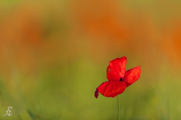 1_RHO_0011_Blumen_Graeser_0100