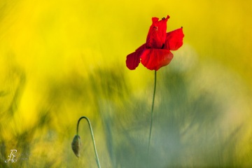 Mohn