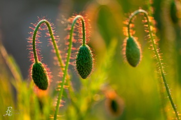 1_RHO_0013_Blumen_Graeser_0176