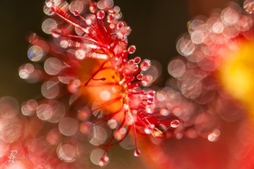 1_RHO_0015_Blumen_Graeser_1971