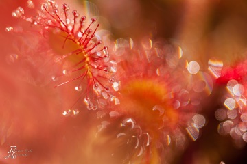 1_RHO_0016_Blumen_Graeser_2009