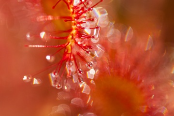 1_RHO_0017_Blumen_Graeser_2018