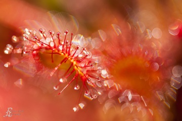 1_RHO_0018_Blumen_Graeser_2021