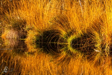 1_RHO_0020_Blumen_Graeser_8792