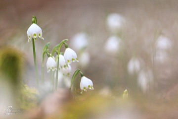 1_RHO_0021_Blumen_Graeser_4771