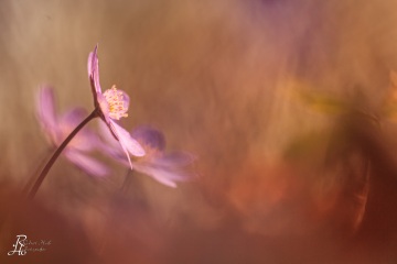 1_RHO_0022_Blumen_Graeser_5722