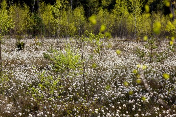 1_RHO_0023_Blumen_Graeser_8770