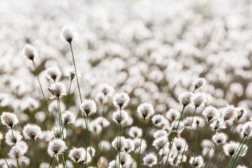 1_RHO_0024_Blumen_Graeser_8781