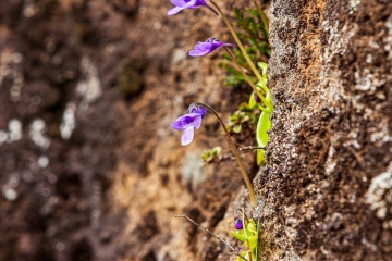 1_RHO_0025_Blumen_Graeser_4265