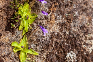 1_RHO_0026_Blumen_Graeser_4274