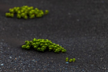 1_RHO_0027_Blumen_Graeser_8662