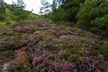 1_RHO_0028_Blumen_Graeser_3211