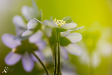 1_RHO_0029_Blumen_Graeser_1534