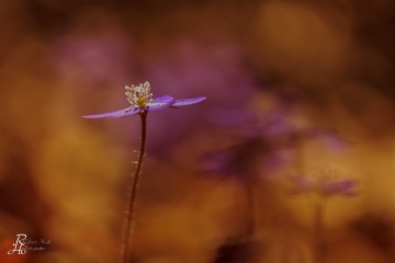 1_RHO_0030_Blumen_Graeser_1715