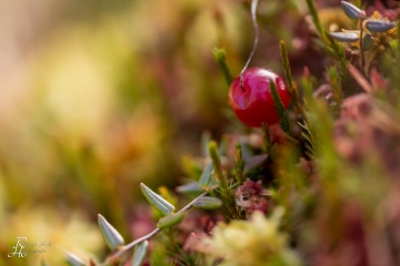 1_RHO_0031_Blumen_Graeser_2105