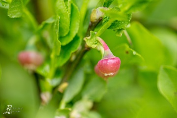 1_RHO_0032_Blumen_Graeser_2541