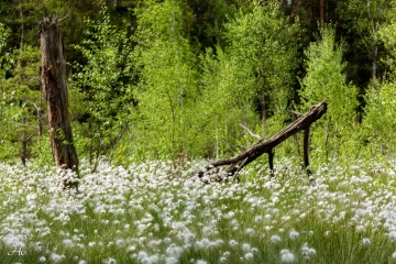 1_RHO_0033_Blumen_Graeser_2581