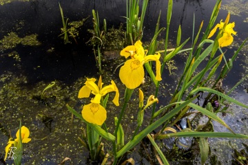 1_RHO_0034_Blumen_Graeser_2731