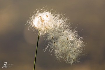 1_RHO_0036_Blumen_Graeser_2884