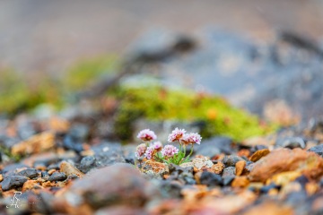 1_RHO_0037_Blumen_Graeser_2190