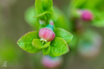 1_RHO_0040_Blumen_Graeser_0259