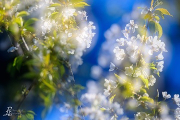 1_RHO_0041_Blumen_Graeser_6769